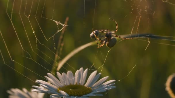 Tenká pavučina. Tvůrce.Krajina se zelenou trávou, kde můžete vidět nataženou pavučinu, kterou pavouk vytvořil a pak ukryl v heřmánku se zakřivenými okvětními lístky — Stock video