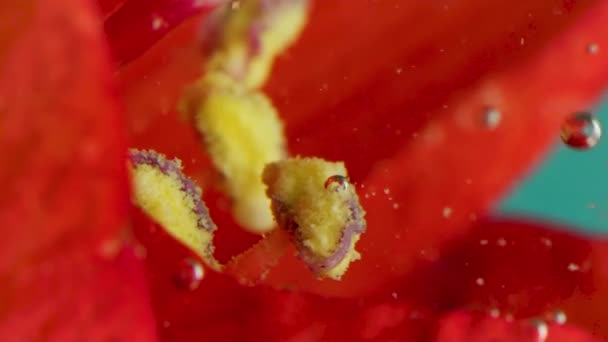 Een rode bloem die in water gedompeld werd. Stock footage.Water dat een heldere bloem heeft omhuld en waarop kleine belletjes verschijnen. — Stockvideo