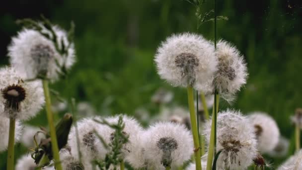 Pissenlit blanc macro shot. Créatif. Des gouttes de rosée sur les fleurs. Vue rapprochée des fleurs dans la prairie. Derrière les pissenlits blancs sa pluie — Video