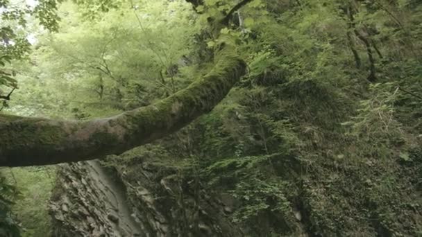 Grüne Tropen.Kreativ. Große lange Bäume mit grünen Blättern, die in der Nähe der Berge wachsen. — Stockvideo