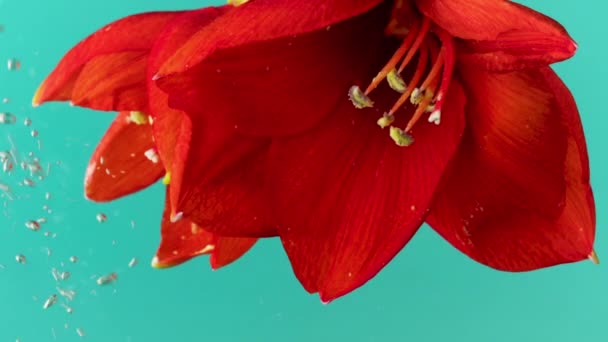 Blauwe achtergrond. Een bloem neerschieten. Voorraadbeelden. Creatief schieten van een bloem met grote rode bloemblaadjes die wordt verlaagd in water en waarop kleine druppels uit het filter spatten. — Stockvideo