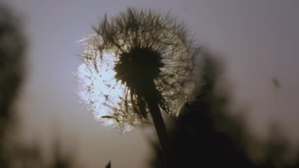 Pissenlit blanc macro shot. Créatif. Vue rapprochée d'une fleur dans un pré. Un soleil éclatant brille derrière un pissenlit blanc — Video