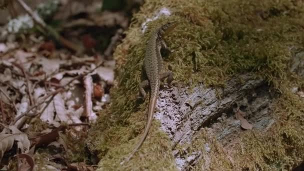 Um lagarto longo nas rochas. Criativo. Uma árvore na qual um longo lagarto marrom se senta e olha para a câmera. — Vídeo de Stock