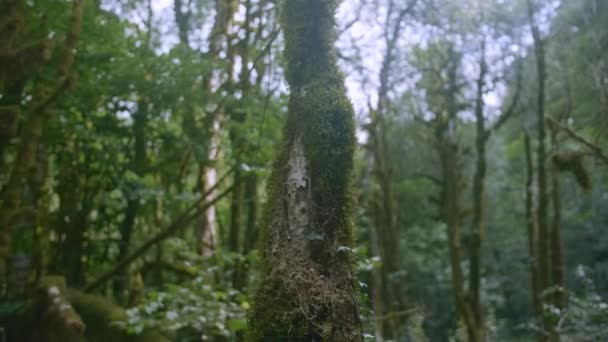 Árvores tropicais cobertas. Criativa. Uma bela floresta tropical em que há muitas árvores verdes cobertas e grama crescendo em todos os lugares. — Vídeo de Stock