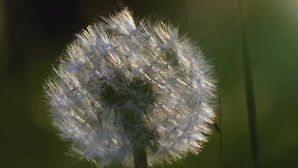 Biały mniszek lekarski. KREATYWY. Bliski widok na kwiat na łące. Jasne słońce świeci za białym dmuchawcem — Wideo stockowe