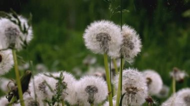 Beyaz karahindiba makro shot. - Yaratıcı. Çiçeklere çiy damlası düşer. Çayırdaki çiçekleri yakından izle. Beyaz karahindibaların arkasında yağmur yağıyor.