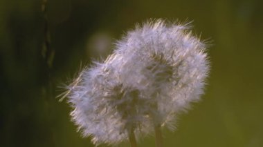 Beyaz karahindiba makro shot. - Yaratıcı. Çayırdaki bir çiçeğin yakın görüntüsü. Beyaz bir karahindibanın arkasında parlak bir güneş parlıyor.
