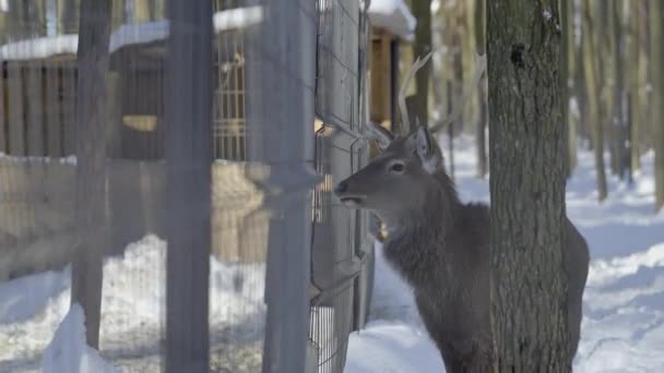 Олень стоит рядом с забором. ДЕЙСТВИЕ. Зимняя прогулка оленя с рогами в лесу. Олень жует что-то и смотрит прямо перед собой. Вид сбоку на голову оленя — стоковое видео