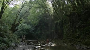 Baba ve kızı tropik bölgelerde. Yaratıcı. Yakınlarda kristal berrak bir göl ve yeşil bitki örtüsüyle ormanda yürüyen bir aile..