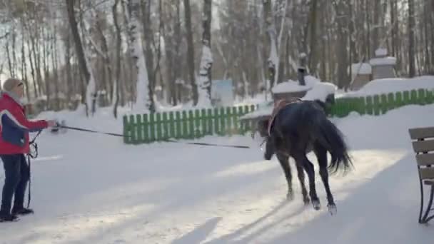 Rosja, Moskwa - grudzień 2021: Kobieta trenuje z koniem na lonży. Akcja. Trening zimowego konia. Czarny koń biegnie obok kobiety w śniegu. — Wideo stockowe