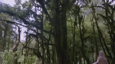 Bir çocuk geliyor ve ormanda yosunlu bir ağacın yanında duruyor. - Yaratıcı. Yeşil ormanda bir çocuk var. Lichen ormandaki ağaçların dallarında yetişir. Çerçevenin yanında bir sürü yeşillik var.