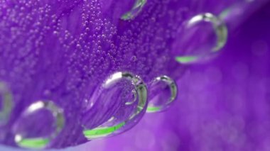 Suyun altındaki çiçek yapraklarına baloncuk yakın plan. Stok görüntüleri. Suyun altındaki çiçek üzerindeki güzel oksijen kabarcıkları. İzole edilmiş arka planda su altında kabarcıklı çiçek