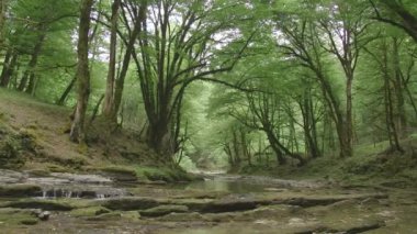 Ormanda küçük şelaleleri olan güzel sular. Yaratıcı. Yazın yeşil ormanda küçük nehir akıntıları olur. Sakin orman nehrinde güzel su akıntıları