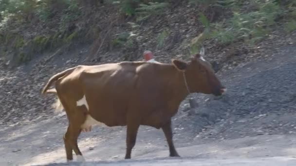La mucca cammina sulla strada di montagna. Creativo. mucca al pascolo sulla strada di montagna. Pascoli di mucca sul paesaggio montuoso con vialetto — Video Stock