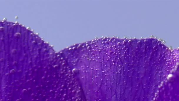 Primo piano di bolle su petali di fiore sotto acqua. Filmati delle scorte. Belle bolle di ossigeno sul fiore sott'acqua. Fiore con bolle sott'acqua su fondo isolato — Video Stock