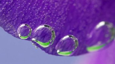 Parlak mor yapraklar. Tock görüntüleri. Suya batırılmış parlak çiçek yaprakları ve parlak küçük kabarcıklar görülebilir ve yakın çekim makro fotoğraflarda çekilir..