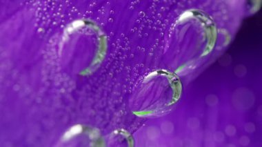 Parlak mor yapraklar. Tock görüntüleri. Suya batırılmış parlak çiçek yaprakları ve parlak küçük kabarcıklar görülebilir ve yakın çekim makro fotoğraflarda çekilir..