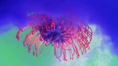 Suda mürekkep ve kabarcıklarla çiçek. Stok görüntüleri. Suyun altında renkli mürekkeple egzotik bir çiçek. Narin mürekkeple berrak sularda eriten güzel bir tomurcuk.