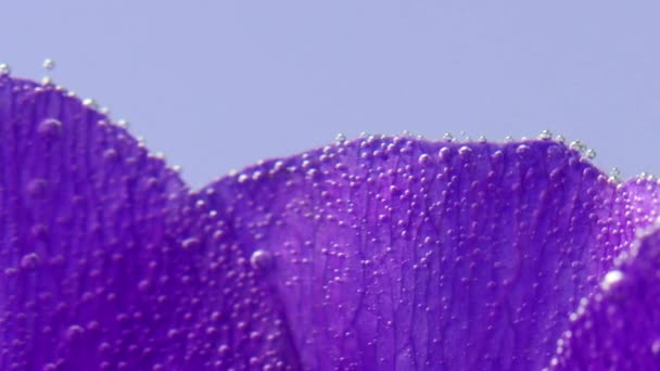 Lilac bloem prachtige bloemblaadjes met kleine luchtbelletjes op een blauwe achtergrond. Voorraadbeelden. Bloeiende violette bloemblaadjes. — Stockvideo