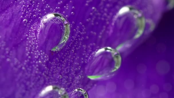 Flor de lila hermosos pétalos con pequeñas burbujas de aire. Imágenes de archivo. Flor pétalos de flores violetas bajo el agua. — Vídeo de stock