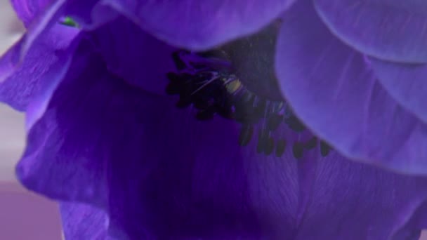 Viola bocciolo di fiore bello fiorito morbido. Filmati delle scorte. Primo piano di fioritura piccolo fiore sott'acqua. — Video Stock