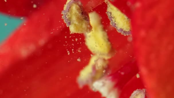 用红色的花瓣和黄色的雄蕊将明亮美丽的花朵合拢在一起。库存录像。水下美丽的花蕾. — 图库视频影像