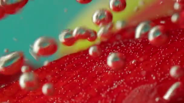 Лепестки красного и жёлтого цветов с пузырьками воздуха под водой. Запись. Крупным планом на красивом цветочном фоне. — стоковое видео
