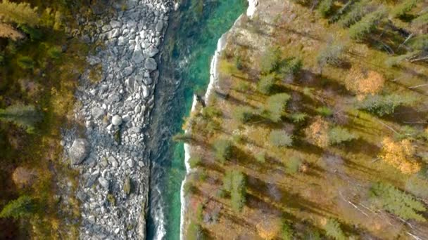 Vista de arriba hacia abajo de un río turquesa en la zona salvaje. Clip. Vista de pájaro de un parque nacional de otoño con árboles y un río fluyendo. — Vídeo de stock