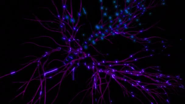 Sieć neuronowa 3D z impulsami elektrycznymi. Projektowanie. Gałęzie nerwowe z szybko świecącymi impulsami na czarnym tle. Prosta ilustracja impulsów nerwowych w mózgu — Wideo stockowe