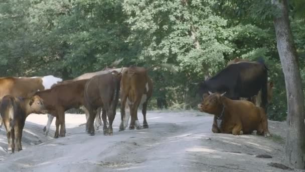 Vacas en un camino polvoriento cerca del bosque en el pueblo en un día soleado. Creativo. Paisaje rural con animales en la carretera. — Vídeos de Stock