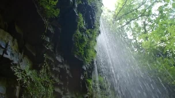 Una piccola cascata e cascata in una lussureggiante foresta verde. Progettazione. Sfondo naturale con cascata e alberi verdi. — Video Stock