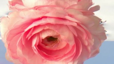 Suyun altında gül tomurcuğu. Stok görüntüleri. İzole edilmiş arka planda berrak suda güzel narin bir gül goncası. Yüzeye yakın su altında yaprakları olan narin bir gül.