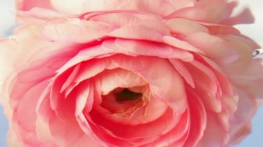 Suyun altında güzel bir çiçek tomurcuğunun yakın çekimi. Stok görüntüleri. İzole edilmiş arka planda berrak suda narin bir çiçek. Ferahlatıcı suda çiçek. Güzellik ve parfümler