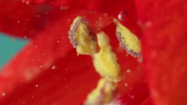 Su altında baloncuklu renk taçyapraklarının yakın plan çekimi. Stok görüntüleri. Temiz suda parlak bir çiçek yaprağı. Suyun altındaki çiçek yapraklarında kabarcıklar tazeleniyor. Parfüm ve güzellik