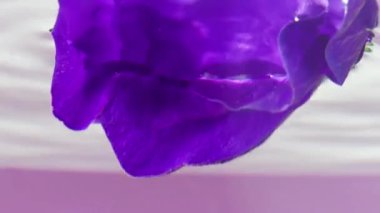 Suyun altında çiçek açan parlak leylak çiçeği tomurcuğuyla doğal yaz arkaplanı. Stok görüntüleri. Doğanın güzelliği.