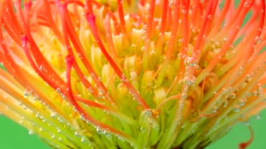 Suyun altında erkek organları olan güzel bir çiçek. Stok görüntüleri. Baloncuklu suyun altında egzotik parlak çiçek. Güzel çiçek kabarcıklarla dolu berrak sularda erir. Proteusla su tazeleniyor 