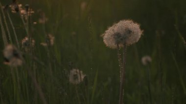 Yüzlerce küçük yağmur damlasıyla kaplı tüylü karahindiba başlarını kapatın. Yaratıcı. Yazın yeşil çayırlara yağmur yağıyor..