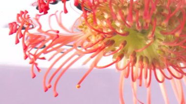 Berrak sularda ereksiyonu olan güzel bir çiçek. Stok görüntüleri. İzole edilmiş arka planda berrak suda parlak egzotik bir çiçek. Parfümler ve çiçek kokuları