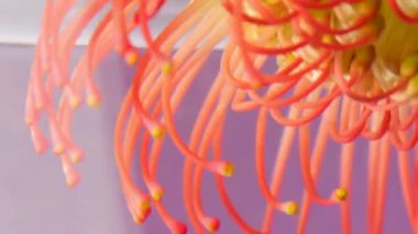 Berrak sularda ereksiyonu olan güzel bir çiçek. Stok görüntüleri. İzole edilmiş arka planda berrak suda parlak egzotik bir çiçek. Parfümler ve çiçek kokuları