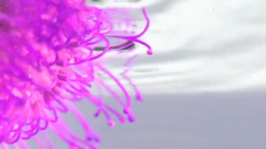 Uzun yapraklı pembe bir çiçeğin tomurcuğuna yakın çekim. Stok görüntüleri. Şeffaf suda güzel bir çiçek.