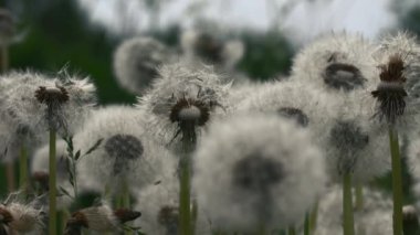 Yeşil bir yaz tarlasında filizlenen karahindibanın detaylı görüntüsü. Yaratıcı. Karahindiba çiçekleri çiçek açmış..