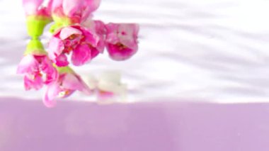 Suyun altına çiçek koymak açık pembe arka planda izole edilmiş. Stok görüntüleri. Şeffaf suyun içinde küçük çiçekleri baş aşağı tutarak.