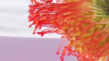 Suyun altında güzel bir tropikal çiçek. Stok görüntüleri. Suyun içinde erik çiçekleri olan çeşitli parlak çiçekler. Güzel çiçeğin kapalı arkaplanda şeffaf suda yakın plan görüntüsü. 