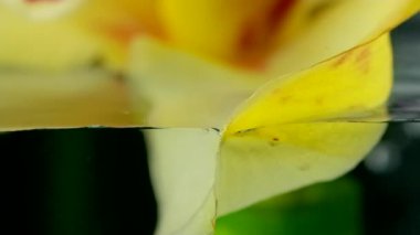 Yumuşak sarı ve çiçek açan kırmızı çiçeklerin makro manzarası. Stok görüntüleri. Güzel doğal desenler, şeffaf suda güzel bir çiçek..