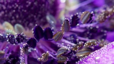 Olağandışı bir leylak çiçeğinin aşırı yakınlaşması hava kabarcıklarıyla suya daldı. Stok görüntüleri. Doğanın dünyasını keşfetmek.