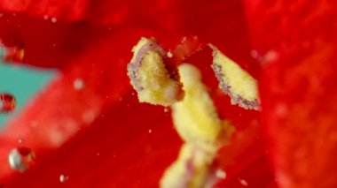 Mavi arka planda izole edilmiş hava kabarcıkları olan kırmızı narin bir çiçeğe aşırı yakın çekim. Stok görüntüleri. Su altında küçük kabarcıklarla kaplanmış çiçek..