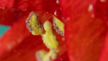 Turkuaz arka planda sarı pudingli çiçek açan kırmızı çiçeğe aşırı yakın çekim. Stok görüntüleri. Çiçek tomurcuğu suyun altında.