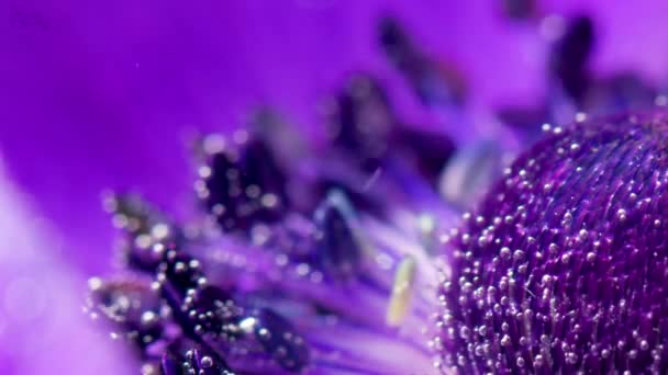 Natural summer background with a bright blooming lilac flower bud underwater. Stock footage. Beauty of nature. — Stock Video