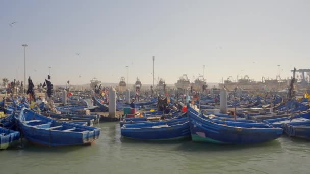マリーナにはたくさんの漁船とシーガルがあります. アクション。 晴れた日のピアに青いボート. 多くのボートを持つ南海の町のマリーナ — ストック動画