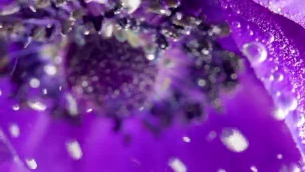 Extremo primer plano de una inusual flor lila sumergida bajo el agua con las burbujas de aire. Imágenes de archivo. Explorando el mundo de la naturaleza. — Vídeos de Stock